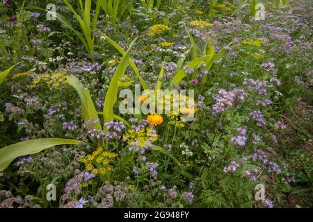 Striscia fiorita di un campo di mais vicino a Billerbeck, regione di Muensterland, Renania Settentrionale-Vestfalia, Germania. Bluehstreifen an einem Maisfeld bei Billerbeck, Foto Stock