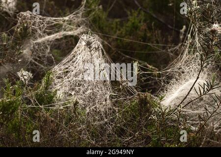 Bella ciotola a forma di ragnatela in una palude mattina in Estonia, Nord Europa Foto Stock