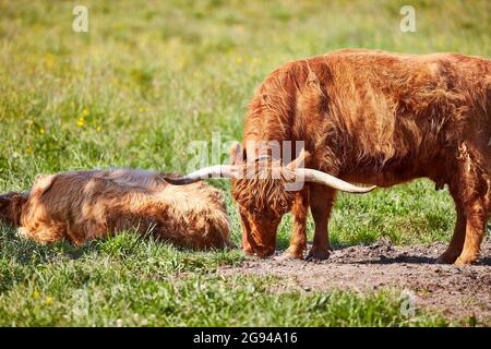 Pascolo del bestiame delle Highland nella valle del Rheintal vicino a Buchs Svizzera con il Castello di Werdenberg sullo sfondo. Foto Stock