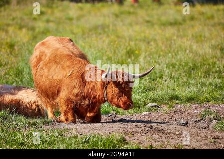 Pascolo del bestiame delle Highland nella valle del Rheintal vicino a Buchs Svizzera con il Castello di Werdenberg sullo sfondo. Foto Stock