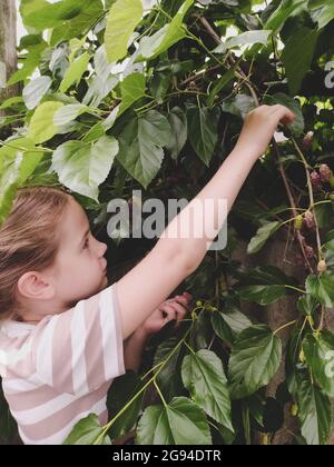 La ragazza raccoglie la frutta matura del gelso da un albero nel giardino Foto Stock