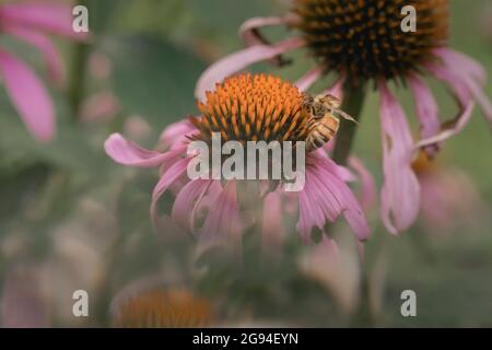 Ape su arancio e viola cono fiore in campo doppia exposue Foto Stock