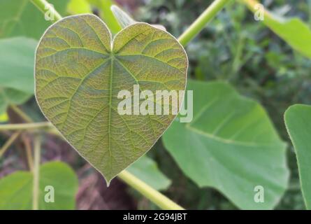 Foglie di Paulownia Tomentosa a forma di cuore nel giardino. Foto Stock