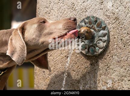 Monaco, Germania. 24 luglio 2021. Il Weimaraner "Athos", di due anni e mezzo, beve acqua fresca dalla fontana Ida Schumacher sul Viktualienmarkt, il cui sbocco in ottone ha la forma di una testa d'anatra. Un fronte temporale ha raggiunto la Baviera. Il Servizio meteorologico tedesco (DWD) ha messo in guardia da forti tempeste di sabato nelle regioni a sud di Monaco. Credit: Peter Kneffel/dpa/Alamy Live News Foto Stock