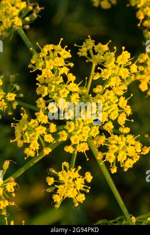 Pungent prezzemolo del deserto (Lomatium grayi) lungo la vecchia autostrada 8 Trail, Columbia River Gorge National Scenic Area, Washington Foto Stock