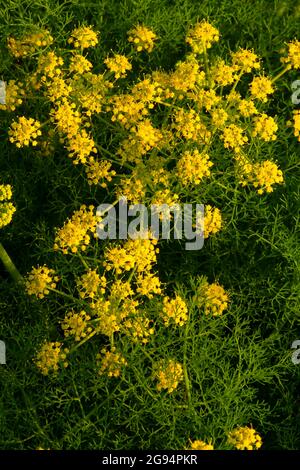 Pungent prezzemolo del deserto (Lomatium grayi) lungo la vecchia autostrada 8 Trail, Columbia River Gorge National Scenic Area, Washington Foto Stock