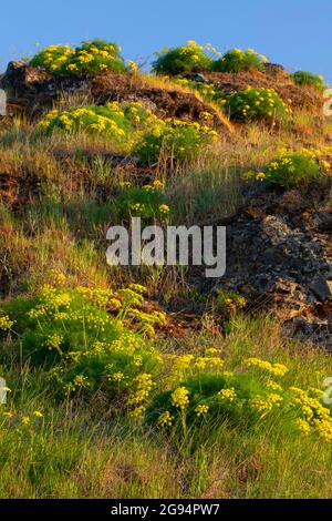 Pungent prezzemolo del deserto (Lomatium grayi) lungo la vecchia autostrada 8 Trail, Columbia River Gorge National Scenic Area, Washington Foto Stock