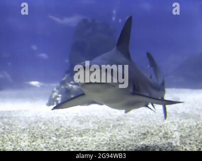 Lo squalo nuota nell'oceanarium di Lisbona, in Portogallo Foto Stock