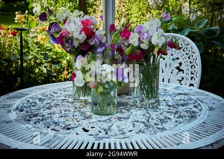 Fiori di pisello dolce coltivati in casa esposti su mobili da giardino nello Yorkshire Foto Stock