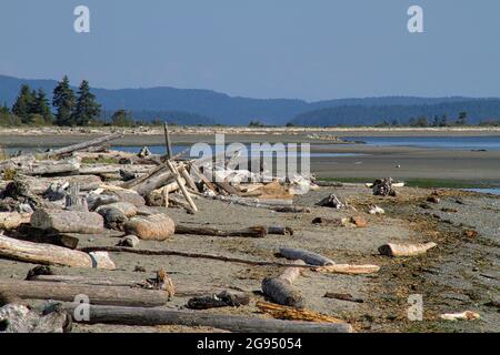Migliaia di tronchi e legno di driftwood intemperati e sbiancati coprono le spiagge nei rinfrati e in lontananza su Vancouver Island, British Columbia. Foto Stock