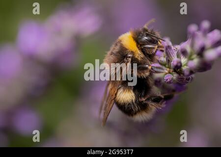 Bumble ape foraging sulla lavanda inglese. Api amore lavanda Foto Stock