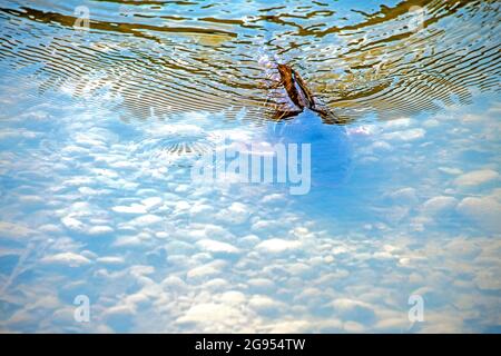 Vista frontale di una carpa di pesce nel bacino poco profondo in una giornata estiva di sole Foto Stock