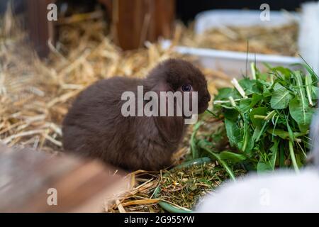 Coniglio nana marrone (ariete nana) seduto accanto alla sua ciotola di cibo nel suo hutch. Foto Stock