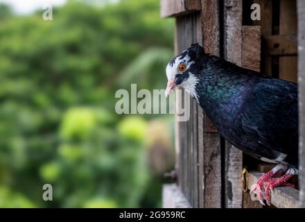 Nero con segni bianchi sulla faccia nazionale piccione in piedi sulla porta del loft, primo piano piccione faccia con sfondo sfocato Foto Stock