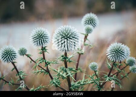 Echinops sphaerocephalus, grande o ghiandolare globo-tistola. Estate fiori selvatici nel prato. Astratto sfondo floreale naturale Foto Stock