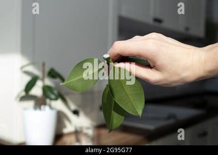 talee di ficus. Allevamento di piante in vaso. Ficus elastica. Foto Stock