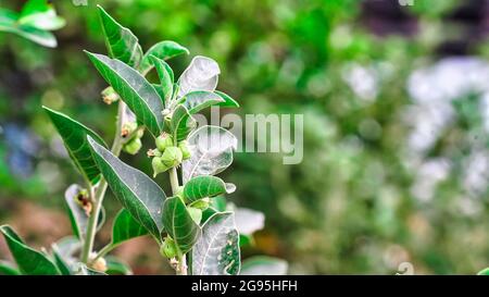 L'impianto di rinforzo di immunità, Withania somnifera, conosciuto comunemente come ashwagandha le sue radici e frutta arancio-rossa sono stati usati per centinaia di anni per medi Foto Stock