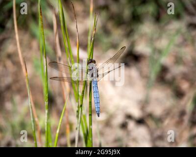 Keeled Skimmer Dragonfly, Orthetrum coerulescens Foto Stock