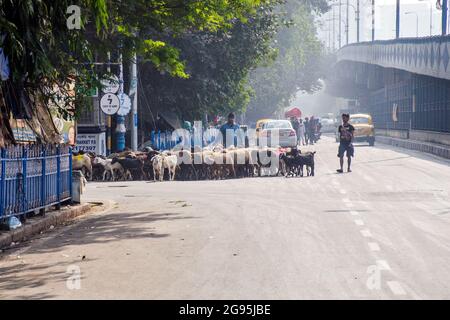 Per le strade di Kolkata, i pastori viaggiano con le loro capre e pecore fino al loro dormitorio. Foto Stock