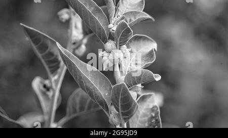 L'impianto di rinforzo di immunità, Withania somnifera, conosciuto comunemente come ashwagandha le sue radici e frutta arancio-rossa sono stati usati per centinaia di anni per medi Foto Stock