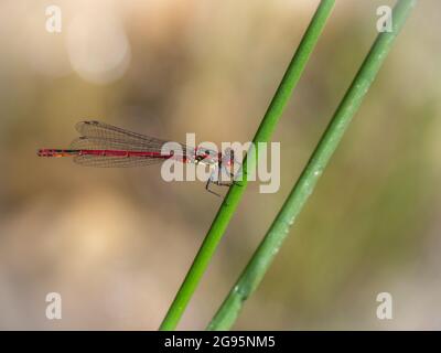 Grande ninfula di Pyrhosoma damselfly rossa in habitat. Foto Stock