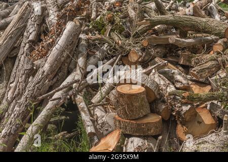 Casualmente ordinato pila di legno o pila di legna da ardere con alcuni blocchi impostati per tritare la legna da ardere. Per mantenere i fuochi a casa bruciando, indennità di carburante invernale UK. Foto Stock