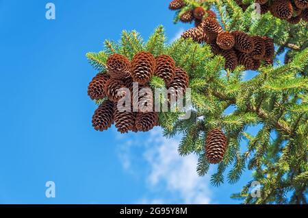 Ramificazione di abete rosso con coni appesi contro il cielo blu nella calda giornata estiva Foto Stock