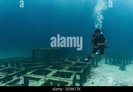 Tuffatori che esplorano la barriera corallina artificiale sul fondo dell'oceano a Phuket Foto Stock