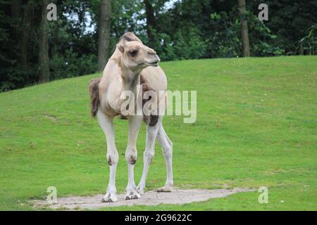 Dromedario nello zoo di Overloon, Paesi Bassi Foto Stock