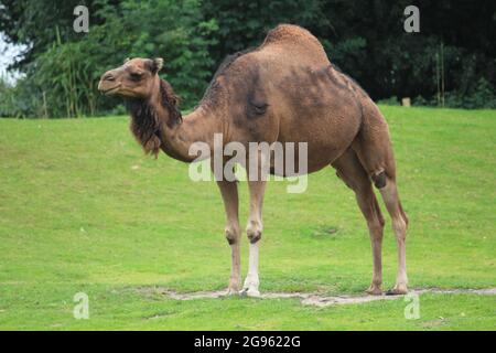 Dromedario nello zoo di Overloon, Paesi Bassi Foto Stock