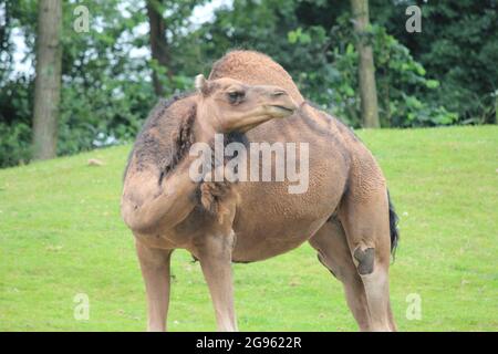 Dromedario nello zoo di Overloon, Paesi Bassi Foto Stock