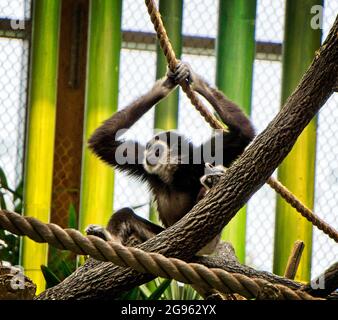 Gibbone bianco Calgary Zoo Alberta Foto Stock