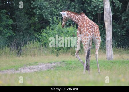 Giraffa reticolata nello zoo di Overloon, Paesi Bassi Foto Stock