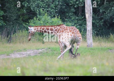 Giraffa reticolata nello zoo di Overloon, Paesi Bassi Foto Stock