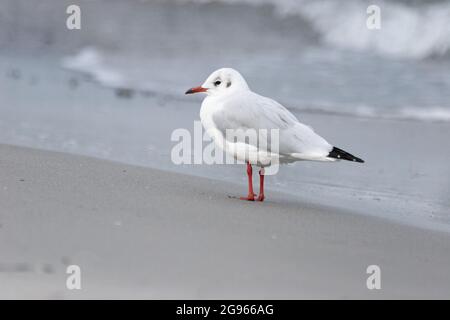 Un gabbiano con un becco rosso e gambe rosse sulla spiaggia di Ruegen. Foto Stock