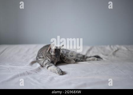 Bel gatto soffice in camera da letto e lava la lingua con la lingua, pulisce le zampe sul letto a casa Foto Stock