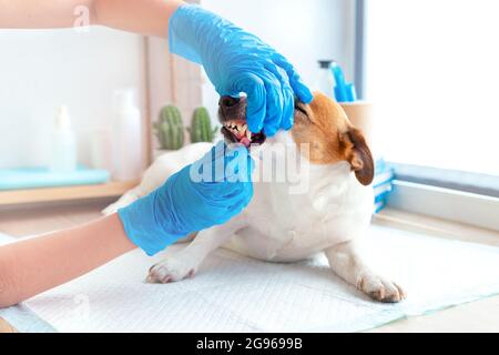 Un veterinario in guanti blu esamina i denti di un cane Jack Russell Terrier. Dentista di animali domestici. Cura dentale del cane, rimozione del calcolo dentale, gomma Foto Stock