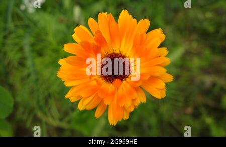 Calendula officinalis, il marigold di pentola, ruddles, marigold comune o marigold di Scotch, è una pianta fiorente della famiglia di Asteraceae daisy. Foto Stock