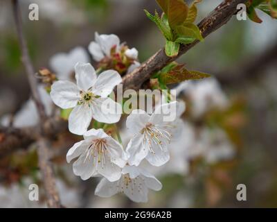 I fiori di ciliegio bianchi sono appena fioriti su un albero in Springtime. Foto Stock