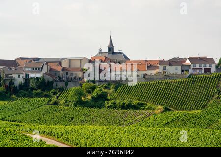 Vista sui vigneti verdi nella regione Champagne vicino al villaggio di Cramant, Francia, bianco uve da vino chardonnay che si coltivano su terreni di gesso in estate Foto Stock