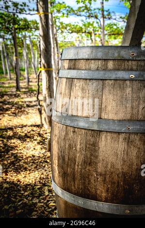 Primo piano di una parte di un barile di quercia per il vino accanto a una piantagione di vigneti in una giornata di sole. Uve crude appese al raccolto. Foto Stock