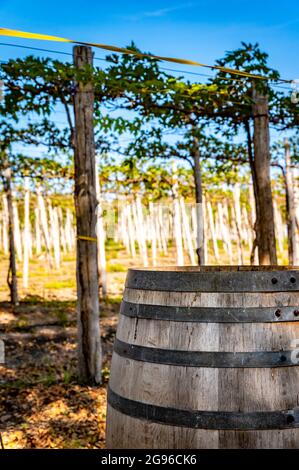 Primo piano di una parte di un barile di quercia per il vino accanto a una piantagione di vigneti in una giornata di sole. Uve crude appese al raccolto. Foto Stock