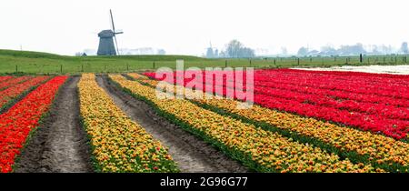 Campi di tulipani multicolori e mulini a vento nei polder di torba nebbiosa e terra bonificata della regione di Schermer-Beemster. Nord-olanda, Paesi Bassi Foto Stock