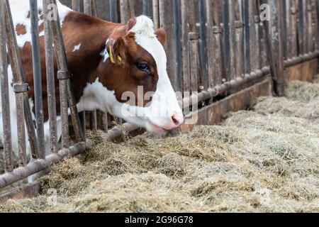 Mucca rossa e bianca in testa stabile attaccante attraverso le barre di ferro che raggiungono per il fieno fresco. West-friesland Nord-Olanda, Paesi Bassi. Foto Stock