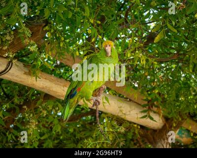 Pappagallo verde in piedi su un ramo di albero a la Guajira, Colombia Foto Stock