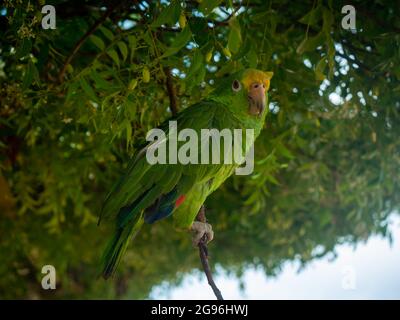 Pappagallo verde in piedi su un ramo di albero a la Guajira, Colombia Foto Stock