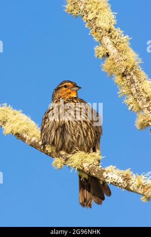 Uccello nero alato rosso (Agelaius phoeniceus), EE Wilson Wildlife Area, Oregon Foto Stock