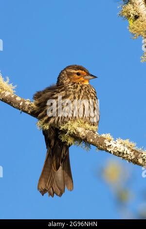 Uccello nero alato rosso (Agelaius phoeniceus), EE Wilson Wildlife Area, Oregon Foto Stock