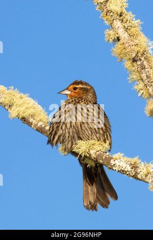 Uccello nero alato rosso (Agelaius phoeniceus), EE Wilson Wildlife Area, Oregon Foto Stock