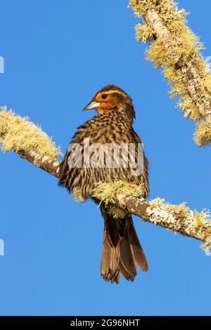 Uccello nero alato rosso (Agelaius phoeniceus), EE Wilson Wildlife Area, Oregon Foto Stock